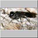 Pemphredon sp Grabwespe 11a 10mm beim Blattlauseintrag.jpg